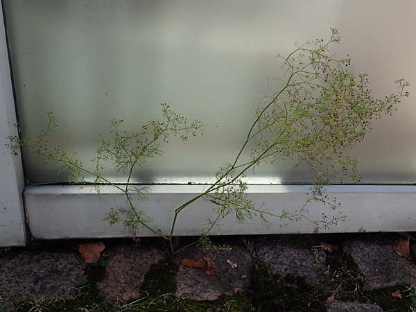 Cyclospermum leptophyllum \ Dünnblättriger Kreissame / Marsh Parsley, Fir-Leaved Celery, D Bochum 21.8.2022