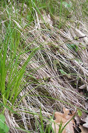 Carex montana \ Berg-Segge / Mountain Sedge, Soft-Leaved Sedge, D Rheinhessen, Wendelsheim 29.4.2010