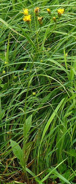 Crepis mollis \ Weicher Pippau / Northern Hawk's-Beard, D Hechingen 20.6.2015