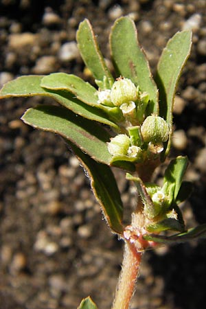 Chamaesyce maculata \ Gefleckte Wolfsmilch / Spotted Spurge, Spotted Sandmat, D Mannheim 4.9.2013