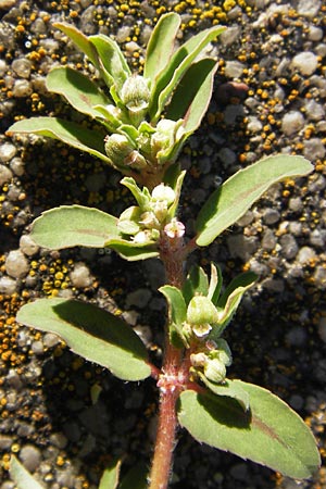 Chamaesyce maculata \ Gefleckte Wolfsmilch / Spotted Spurge, Spotted Sandmat, D Mannheim 4.9.2013