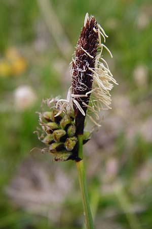 Carex montana \ Berg-Segge / Mountain Sedge, Soft-Leaved Sedge, D Langgöns 25.4.2015