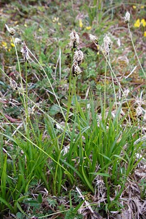 Carex montana \ Berg-Segge / Mountain Sedge, Soft-Leaved Sedge, D Langgöns 25.4.2015