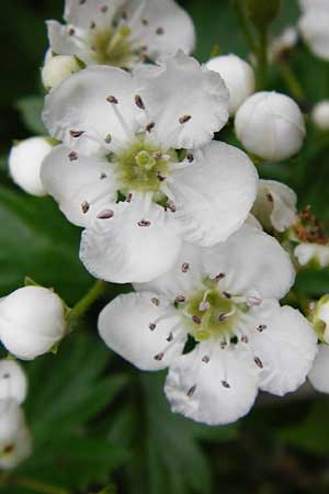 Crataegus monogyna \ Eingriffeliger Weidorn, D Bensheim 6.5.2015