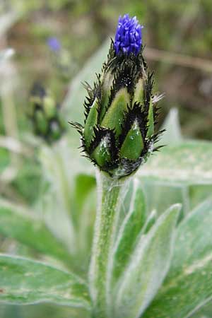 Centaurea triumfettii \ Triumfettis Flockenblume, Filz-Kornblume / Triumfetti's Cornflower, D Nüdlingen 9.5.2015