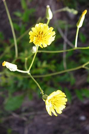 Crepis pulchra \ Glanz-Pippau / Small-Flowered Hawk's-Beard, D Wurmlingen 3.6.2015