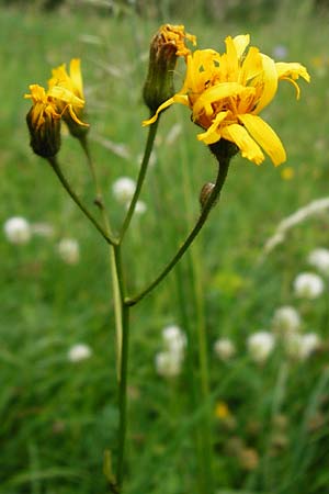 Crepis mollis \ Weicher Pippau / Northern Hawk's-Beard, D Hechingen 20.6.2015