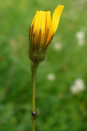 Crepis mollis / Northern Hawk's-Beard, D Hechingen 20.6.2015