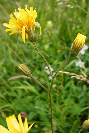 Crepis mollis / Northern Hawk's-Beard, D Hechingen 20.6.2015