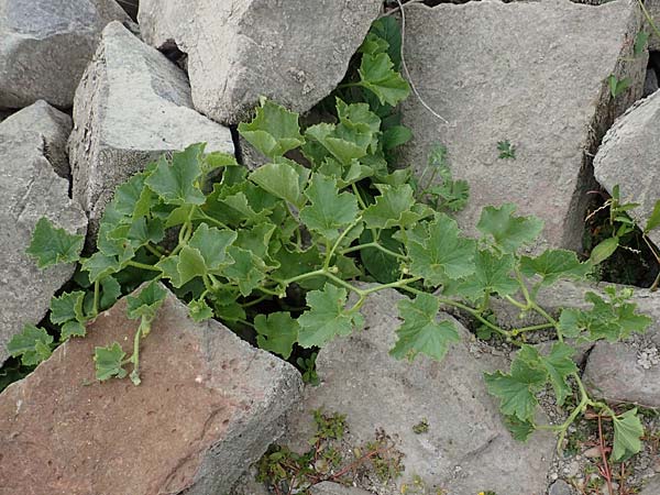 Cucumis melo \ Zucker-Melone, Honig-Melone / Musk Melon, D Mannheim 12.9.2015