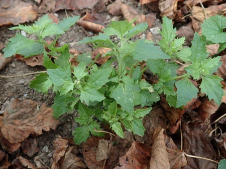 Chenopodium murale \ Mauer-Gnsefu / Nettle-Leaf Goosefoot, D Mannheim 12.11.2015