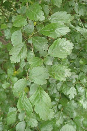 Crataegus x macrocarpa / Hybrid Hawthorn, D Langenselbold 11.6.2016