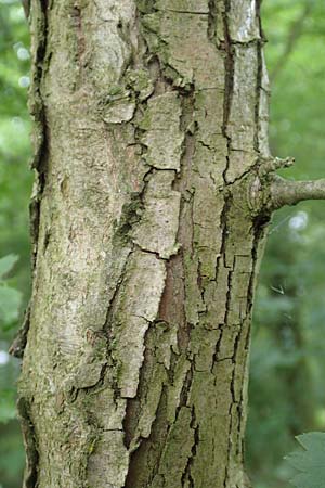 Crataegus x macrocarpa \ Grofrchtiger Weidorn / Hybrid Hawthorn, D Langenselbold 11.6.2016