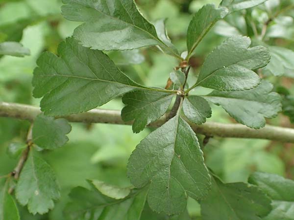 Crataegus x macrocarpa \ Grofrchtiger Weidorn / Hybrid Hawthorn, D Langenselbold 11.6.2016