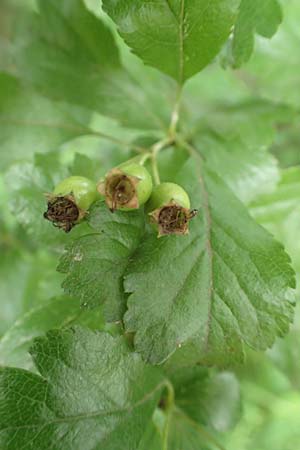 Crataegus x macrocarpa \ Grofrchtiger Weidorn / Hybrid Hawthorn, D Langenselbold 11.6.2016