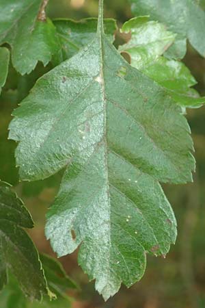 Crataegus x macrocarpa \ Grofrchtiger Weidorn, D Langenselbold 10.9.2016