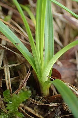 Carex montana \ Berg-Segge / Mountain Sedge, Soft-Leaved Sedge, D Erlenbach am Main 20.5.2017