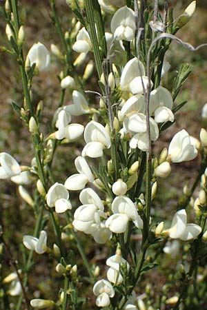 Cytisus multiflorus \ Weier Ginster, Vielbltiger Geiklee / White Broom, D Schwarzwald/Black-Forest, Menzenschwand 27.5.2017