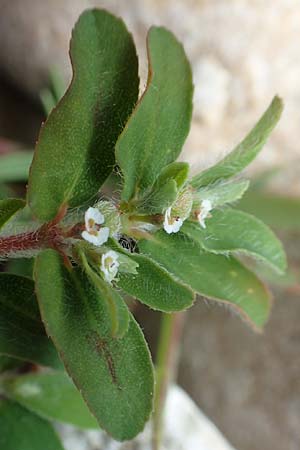 Chamaesyce maculata \ Gefleckte Wolfsmilch / Spotted Spurge, Spotted Sandmat, D Hartheim 22.7.2017