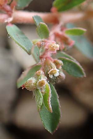 Chamaesyce maculata \ Gefleckte Wolfsmilch / Spotted Spurge, Spotted Sandmat, D Hattingen 23.8.2018