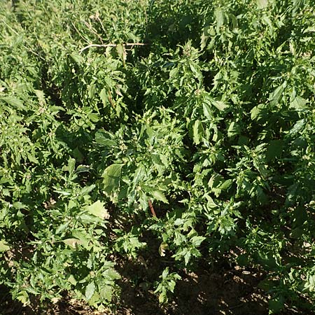 Chenopodium murale \ Mauer-Gnsefu / Nettle-Leaf Goosefoot, D Mannheim 4.4.2020