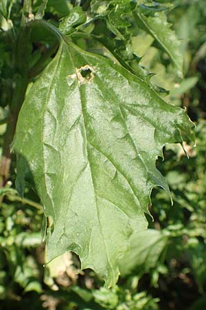 Chenopodium murale \ Mauer-Gnsefu / Nettle-Leaf Goosefoot, D Mannheim 4.4.2020