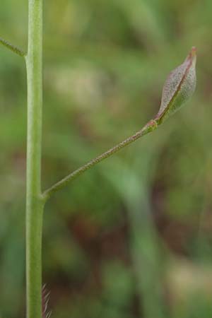 Camelina microcarpa \ Kleinfrchtiger Leindotter / Lesser Gold of Pleasure, Small-Seed False-Flax, D Neuleiningen 15.5.2021