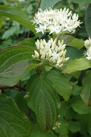 Cornus sanguinea \ Blutroter Hartriegel, Roter Hartriegel, D Ludwigshafen 27.5.2021