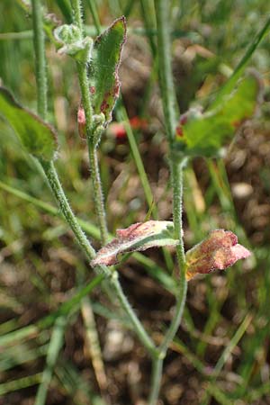 Camelina microcarpa \ Kleinfrchtiger Leindotter / Lesser Gold of Pleasure, Small-Seed False-Flax, D Grünstadt-Asselheim 16.6.2021