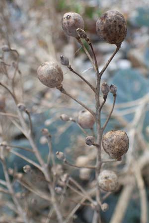 Crambe maritima \ Meer-Kohl, D Hohwacht 13.9.2021