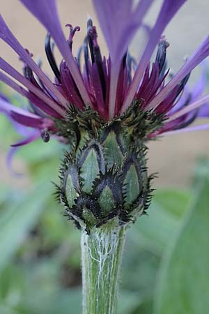 Centaurea montana \ Berg-Flockenblume, Berg-Kornblume, D Mannheim 2.5.2022