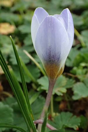 Crocus chrysanthus / Snow Crocus, Golden Crocus, D Ludwigshafen 20.2.2024