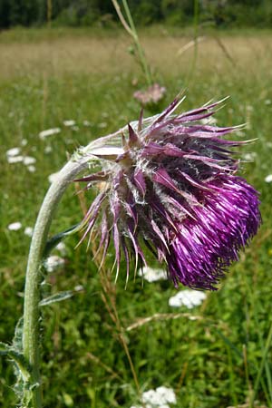 Carduus nutans \ Nickende Distel / Musk Thistle, D Blaubeuren 10.7.2015