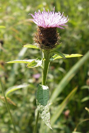 Centaurea nigra subsp. nemoralis / Common Knapweed, D Pfalz, Speyer 25.7.2012