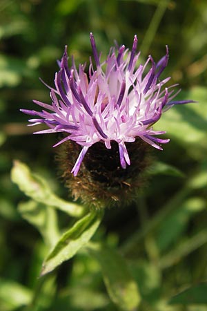 Centaurea nigra subsp. nemoralis \ Hain-Flockenblume, Schwarze Flockenblume, D Pfalz, Speyer 25.7.2012