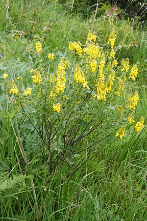 Cytisus nigricans \ Schwarzwerdender Geiklee / Black Broom, D Tübingen 20.6.2015