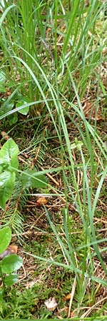 Carex nigra \ Braune Segge, D Odenwald, Michelstadt 11.6.2016