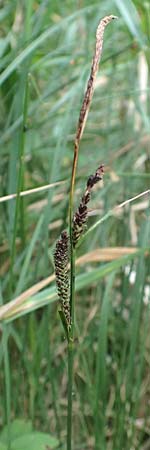 Carex nigra \ Braune Segge / Common Sedge, D Odenwald, Michelstadt 10.9.2016