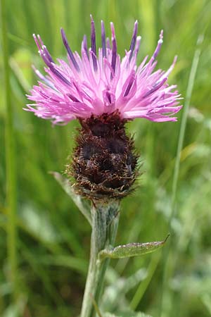 Centaurea nigra subsp. nemoralis \ Hain-Flockenblume, Schwarze Flockenblume / Common Knapweed, D Odenwald, Grasellenbach 16.6.2017