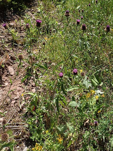 Centaurea nigra subsp. nemoralis \ Hain-Flockenblume, Schwarze Flockenblume / Common Knapweed, D Schwarzwald/Black-Forest, Baiersbronn 1.7.2018