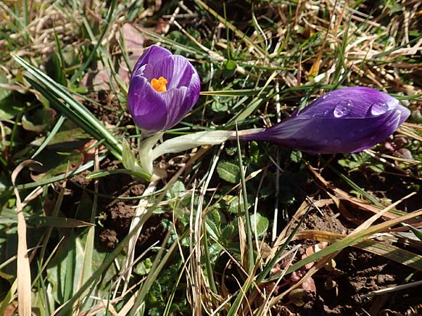 Crocus neglectus \ bersehener Krokus / Neglected Crocus, D Zavelstein 21.2.2020