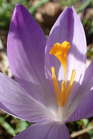 Crocus neglectus \ bersehener Krokus / Neglected Crocus, D Zavelstein 21.2.2020