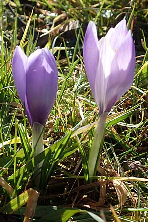 Crocus neglectus \ bersehener Krokus / Neglected Crocus, D Zavelstein 21.2.2020