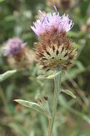 Centaurea nigra subsp. nemoralis \ Hain-Flockenblume, Schwarze Flockenblume, D Odenwald, Eulsbach 27.8.2020