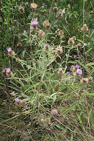 Centaurea nigra subsp. nemoralis \ Hain-Flockenblume, Schwarze Flockenblume, D Odenwald, Eulsbach 27.8.2020