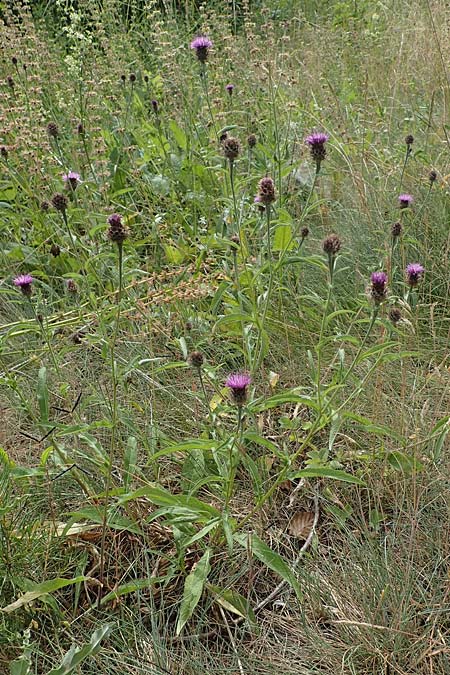 Centaurea nigra subsp. nemoralis / Common Knapweed, D Schlitz 21.6.2022