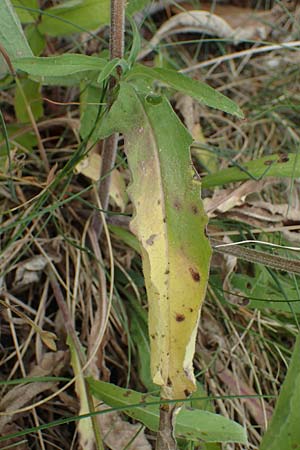 Centaurea nigra subsp. nemoralis \ Hain-Flockenblume, Schwarze Flockenblume, D Schlitz 21.6.2022