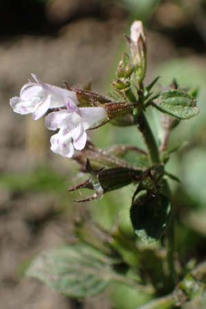 Clinopodium calamintha \ Kleinbltige Bergminze, D Weinheim an der Bergstraße, Botan. Gar.  Hermannshof 9.10.2022