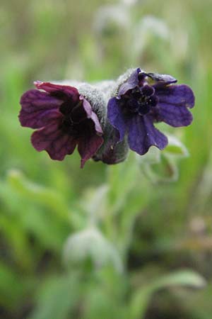 Cynoglossum officinale \ Gewhnliche Hundszunge, D Mannheim 28.6.2007