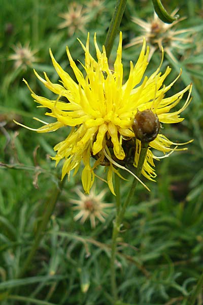 Centaurea orientalis \ Orientalische Flockenblume, D Botan. Gar.  Universit.  Mainz 13.9.2008